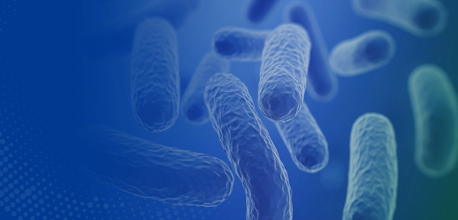 focuses on professional probiotic powder raw material manufacturer