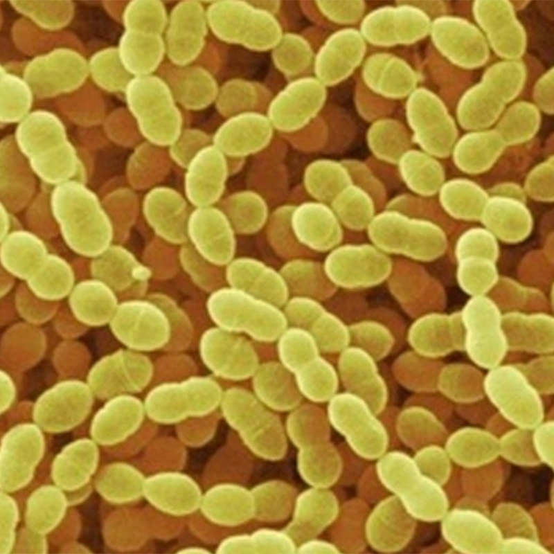 Streptococcus salivarius subsp. thermophilus