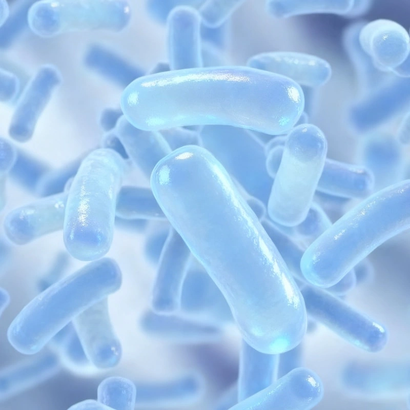 Lacticaseibacillus casei