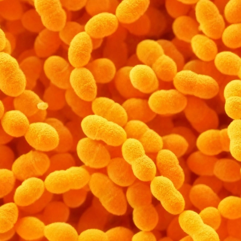 Pediococcus acidilactici