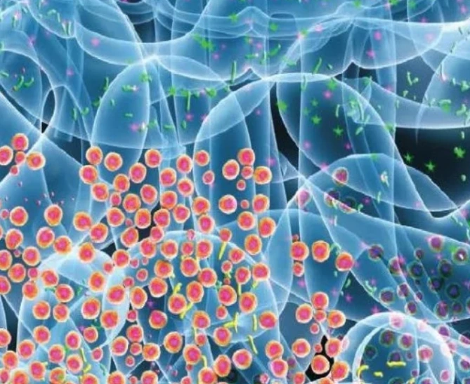 Regulate gut microbiota and supplement with probiotics