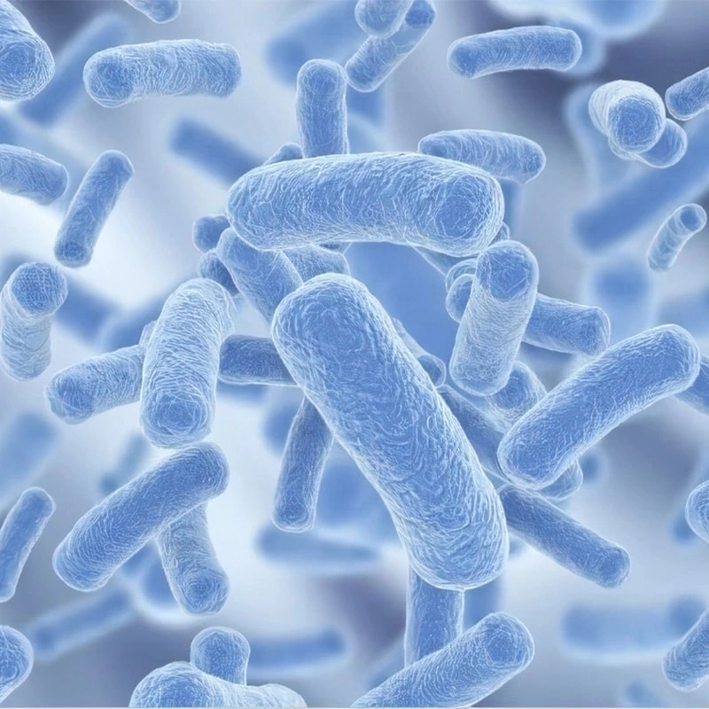 Global Probiotics Market 2026 Outlook: Key Trends Driving Growth