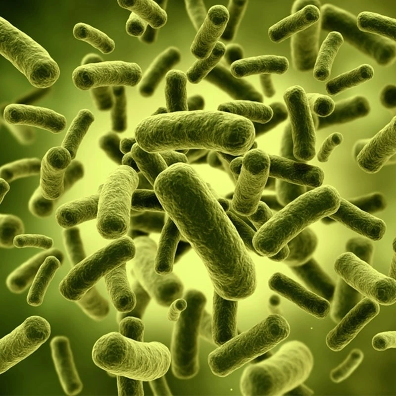 Probiotics for Pets: A Rapidly Growing Market Segment